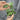 Hoya Verticillata MA07 Splash