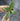 Hoya Callistophyla Sp