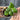 Hoya Incurvulla Palta Green