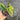 Anthurium Crystallinum Red Stem Variegated