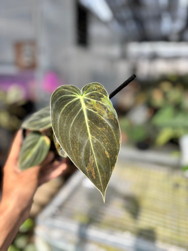Ps10-27 Melanochrysum Variegated