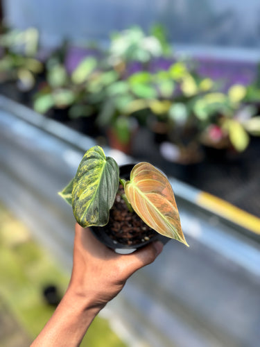 PS0954 Melano Orange Variegated