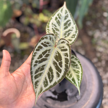 Anthurium (Pink Lemonade x Blackwidow x Michelle) x Silver Regar