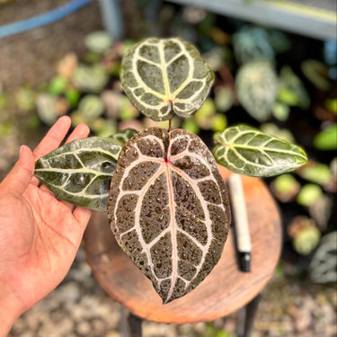 Ps10-08 Michelle Tortoise Grey x King Of Spades