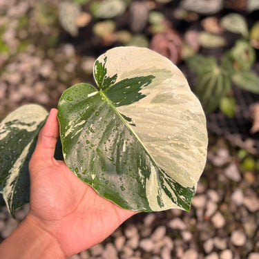 Ps10-04 Monstera Jungle Mint