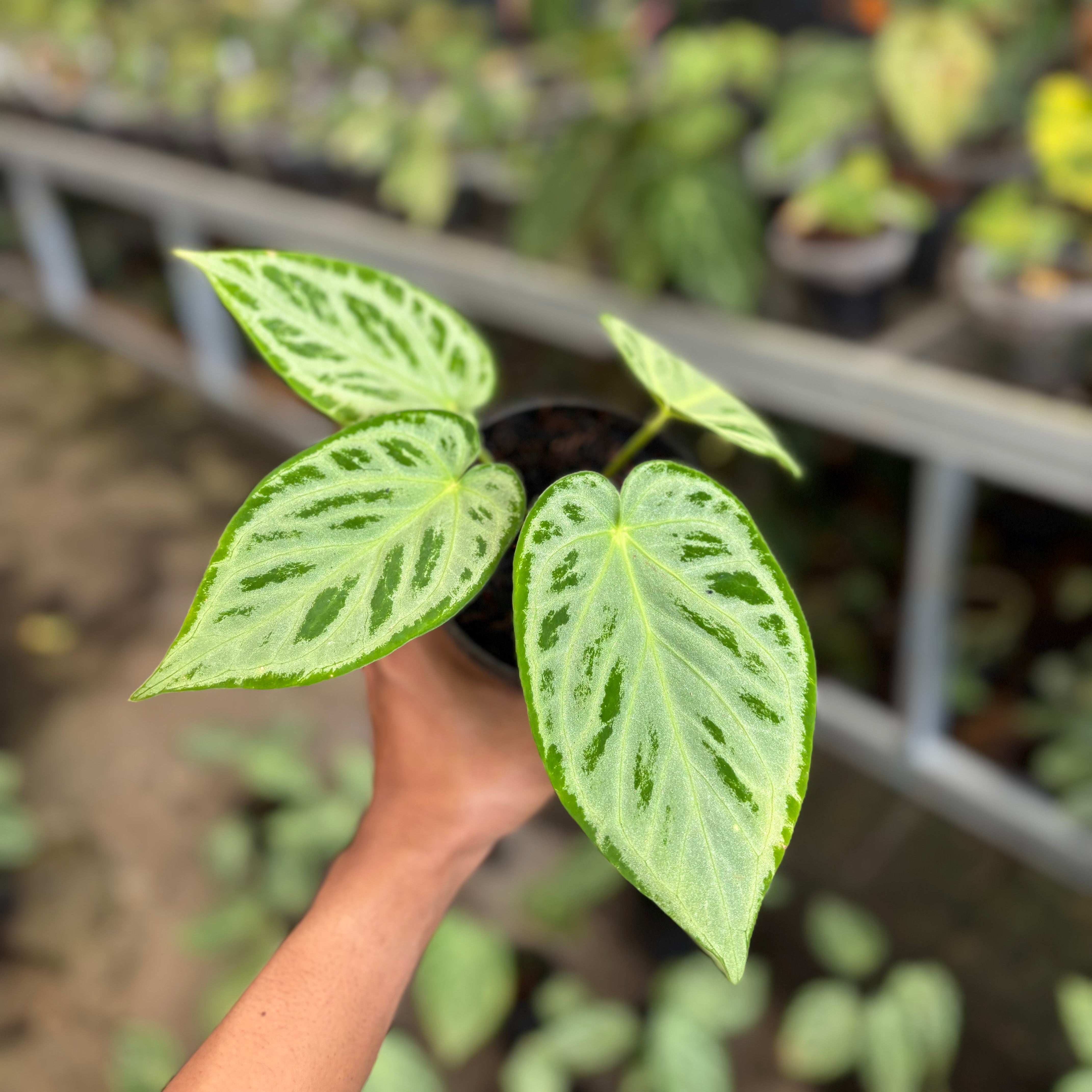 anthurium butterfly Anthurium Silver ButterFly – Plantstop.us