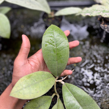 Hoya Forbesii Silver Sp.Borneo