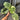 Monstera Legacy diamond