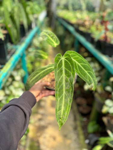 Anthurium Warocqueanum - Medium size - Plantstop.us