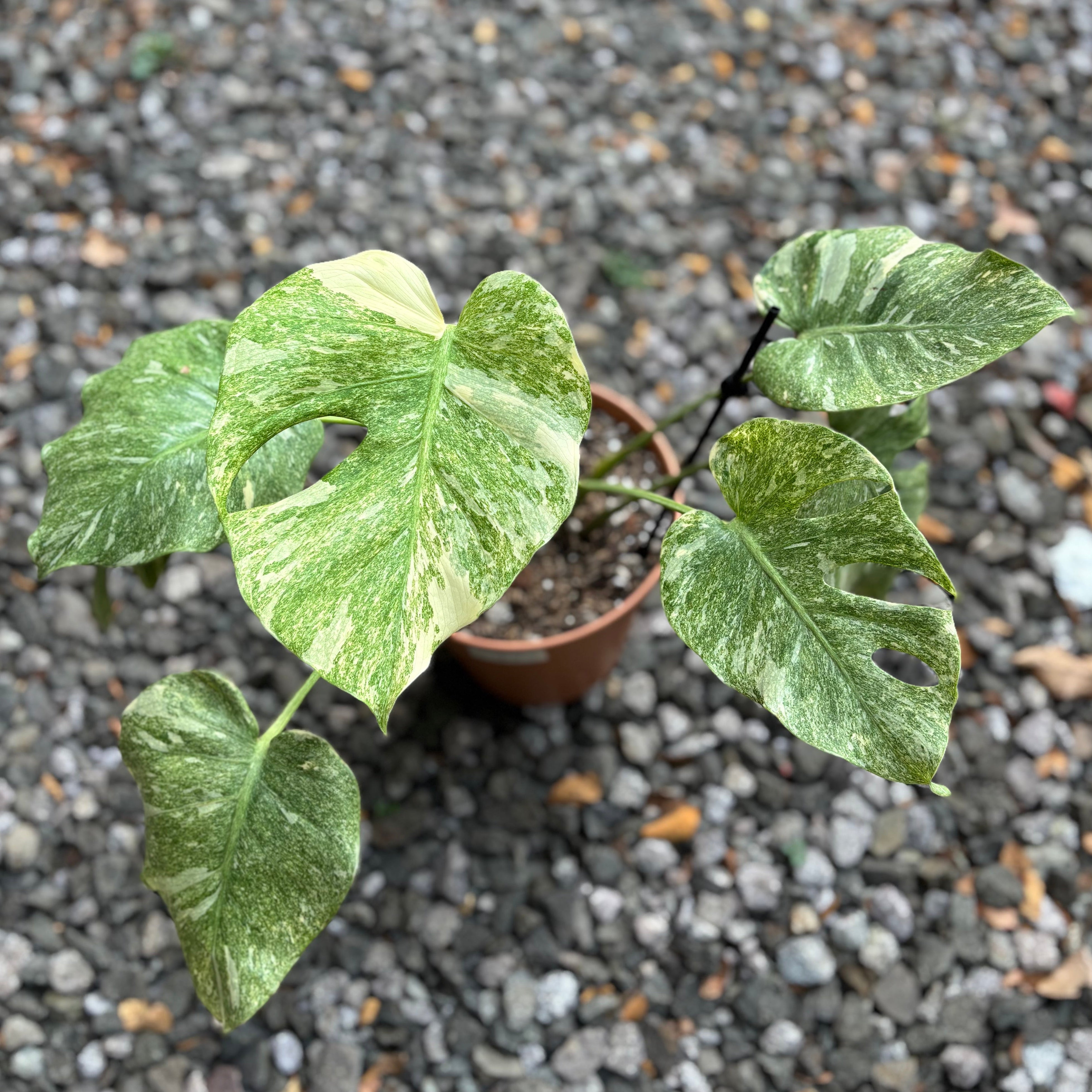 monstera duet Monstera Double Platinum – Plantstop.us