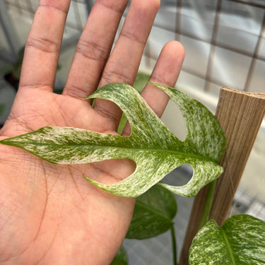 Rhaphidophora Tetrasperma White Monster Variegated