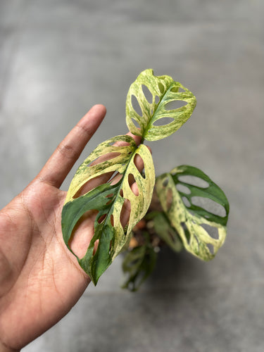 Monstera Adansonii ’Blanchetii’ Variegated