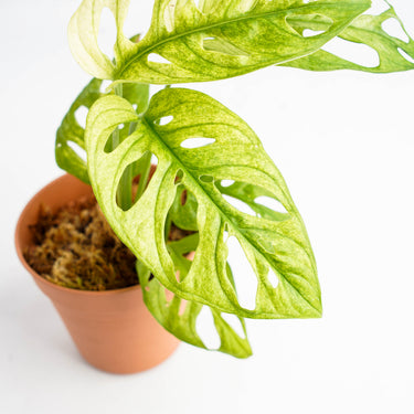 Monstera Adansonii Mint Variegated