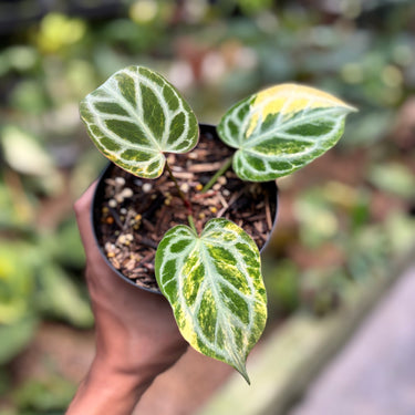 Anthurium Silver Tiger Variegated