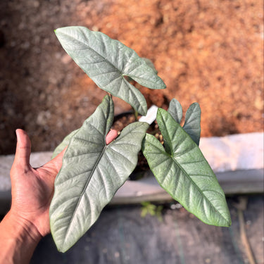 Ps10-15 Alocasia ‘Corazon’