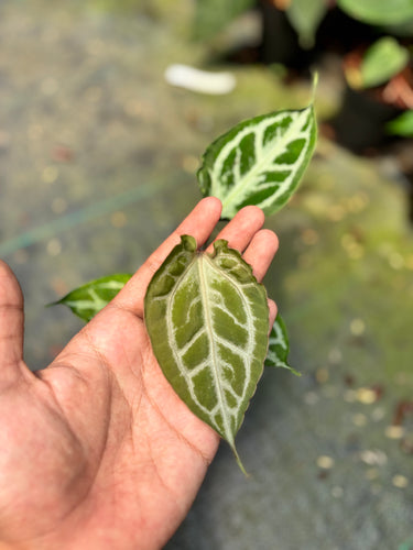 Anthurium Silver Butterfly x Muchlis Rc