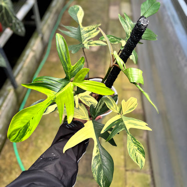 Philodendron Florida Beauty - Mature Size