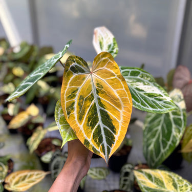 Anthurium Magna x Hellboy Variegated