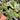 Anthurium Forgetii Variegated x Papillilaminum