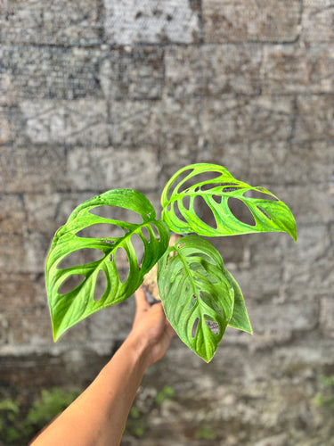 Monstera Esqueleto