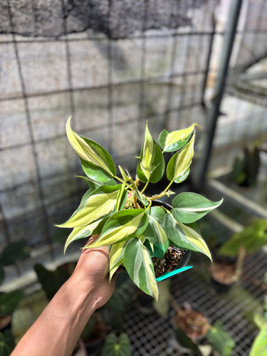 PS0932 Philodendron Cream Splash - Mature