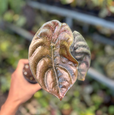 Alocasia Cuprea Variegated