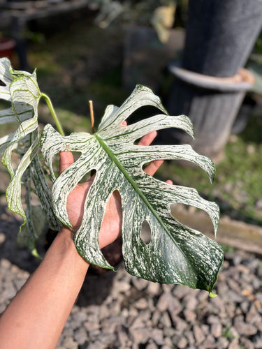 Monstera Devil Monster