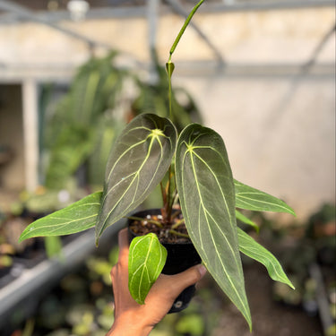 Anthurium Forgetii Long