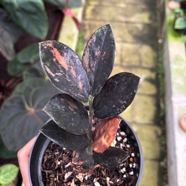 Zamioculcas Zamiifolia Black Pink Variegated - Zz Plant