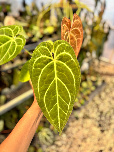 Ps10-50 Anthurium Bvit x Michelle Gog Variegated