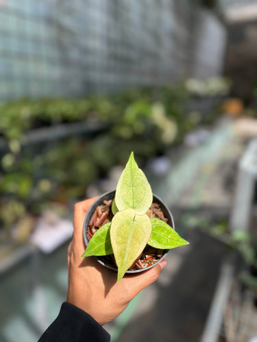 Anthurium Silver Blush White Mint Variegated - Seedling