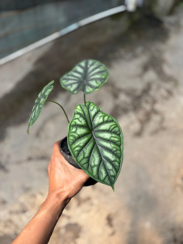Alocasia Dragon Scale Borneo - Baginda - Plantstop.us