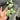 Hoya Ramona (Aff Vitellina x Callistophylla)
