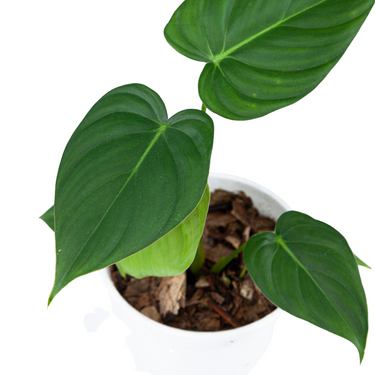 Philodendron pastazanum
