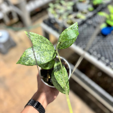 Hoya Finlaysonii Silver