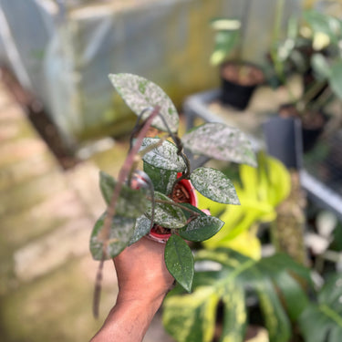 Hoya Carnosa Stardust