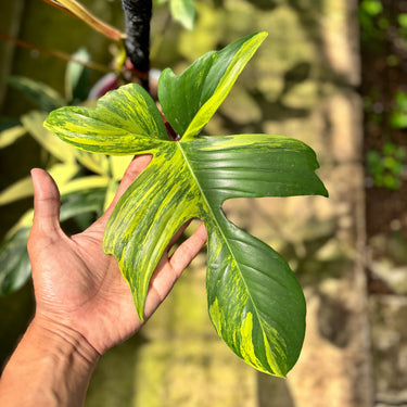 Philodendron Florida Beauty - Mature Size