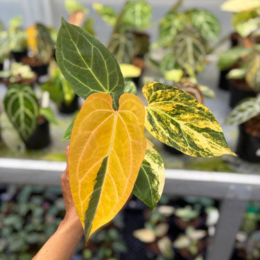 Anthurium Magna Porti x Ferrari Variegated