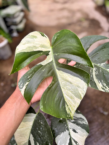 Ps10-59 Monstera Jungle Mint Variegated