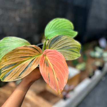 Ps10-17 Kaempferia Pulchra Variegated