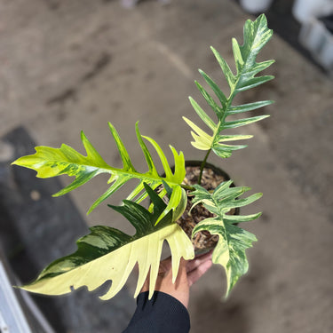 Philodendron Florida Beauty x Tortum Variegated