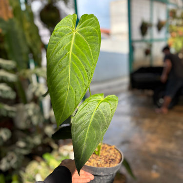 Anthurium Waterburyanum X Warocqueanum