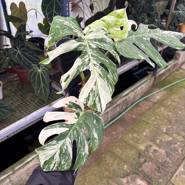 PS0909 Monstera White Tiger