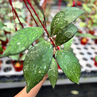 Hoya Clemensiorum Gatotkaca