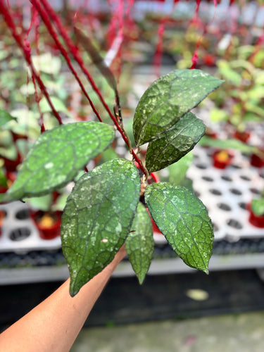 Hoya Clemensiorum Gatokaca