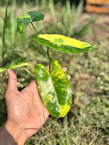 Philodendron Burle Marx Variegated