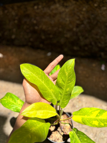 Philodendron Thai Sunrise