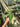 PS0923 Anthurium Warocqueanum - Medium