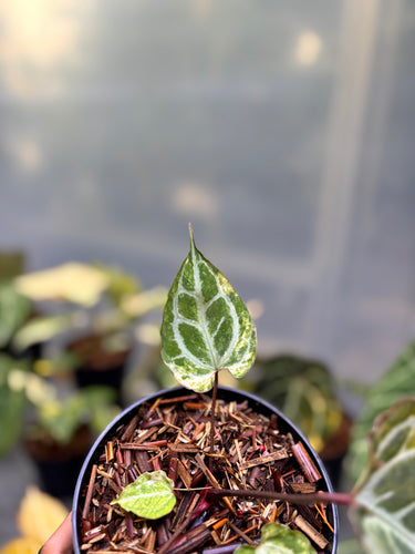Anthurium Hellboy x Muchlis Rc Variegated