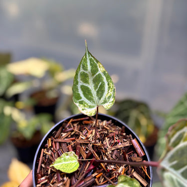 Anthurium Hellboy x Muchlis Rc Variegated